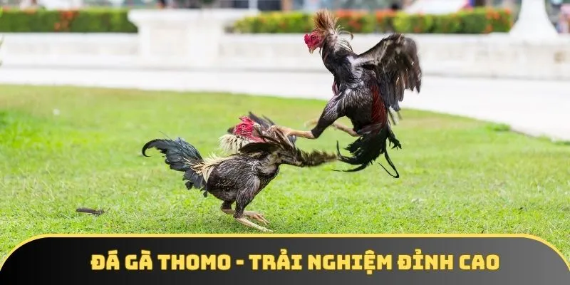 Hướng Dẫn Đá Gà Thomo - Sóng Live Đặc Biệt Của V9bet 2 Tổng quan về đá gà thomo đỉnh cao tại V9BET